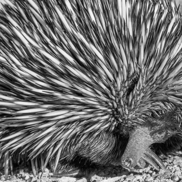 Challenge – Black and White