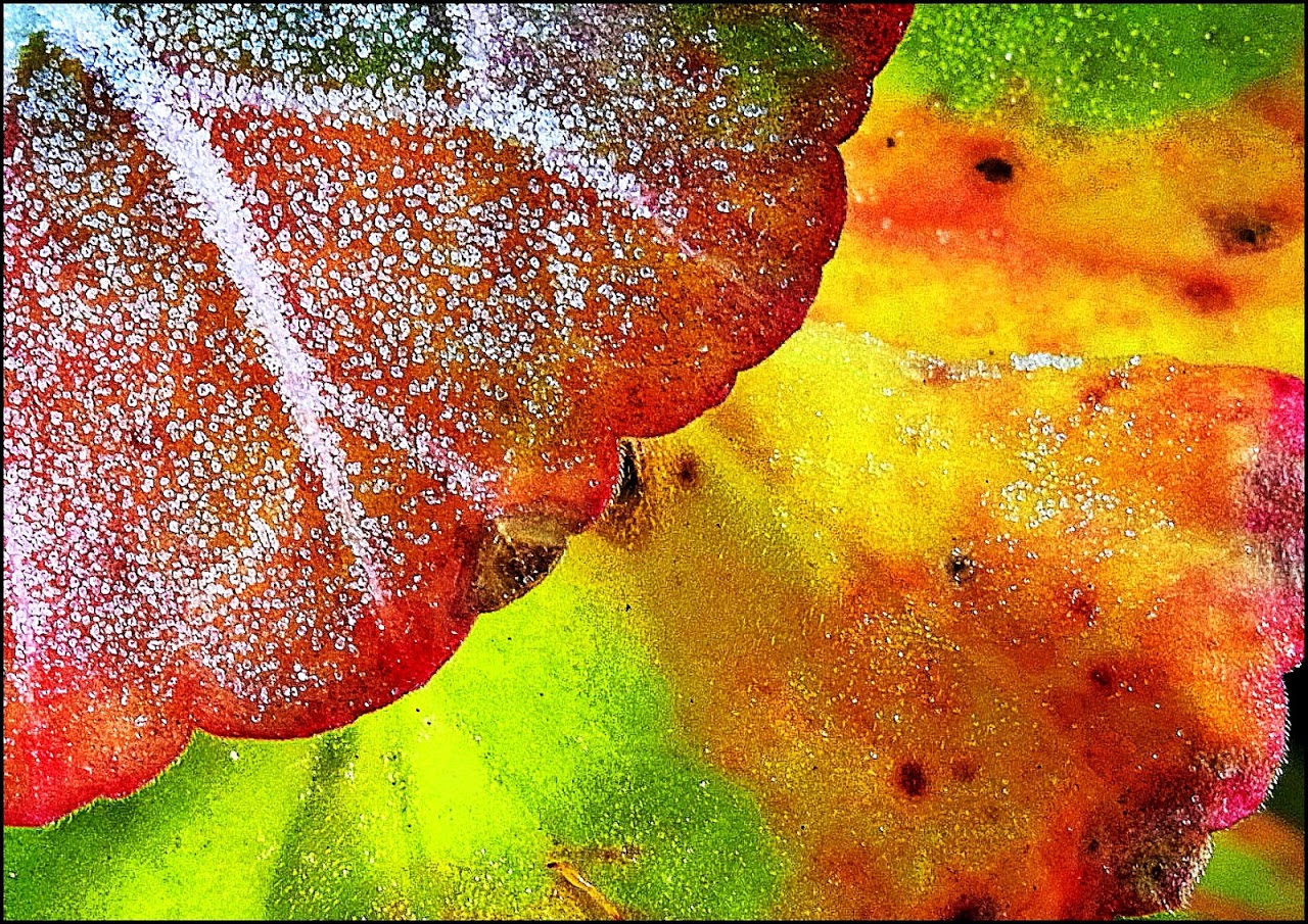 Challenge – Close Up