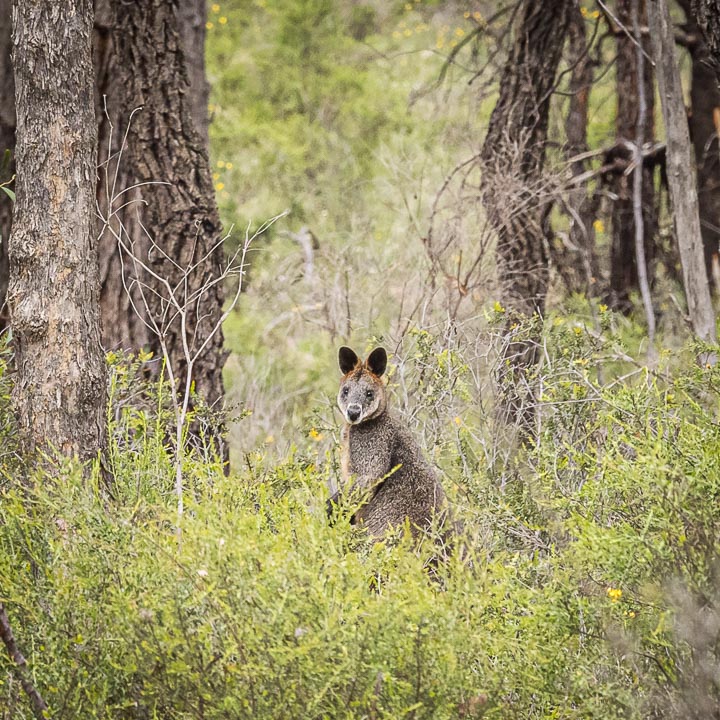 Challenge – Wildlife