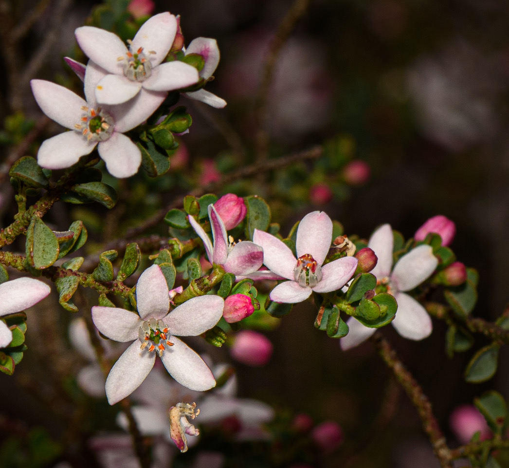 Challenge – Wildflowers