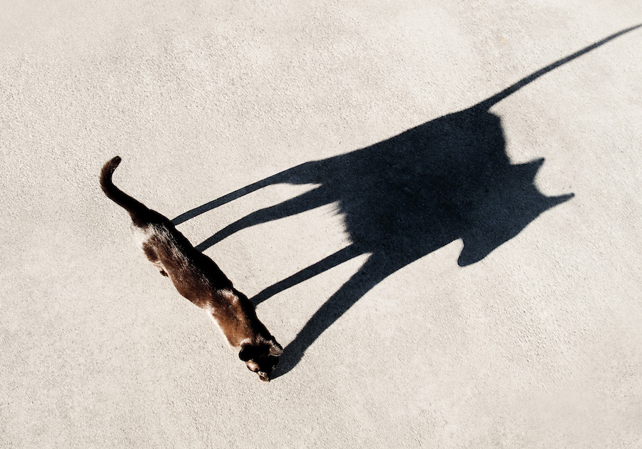 Challenge – Photograph Shadows