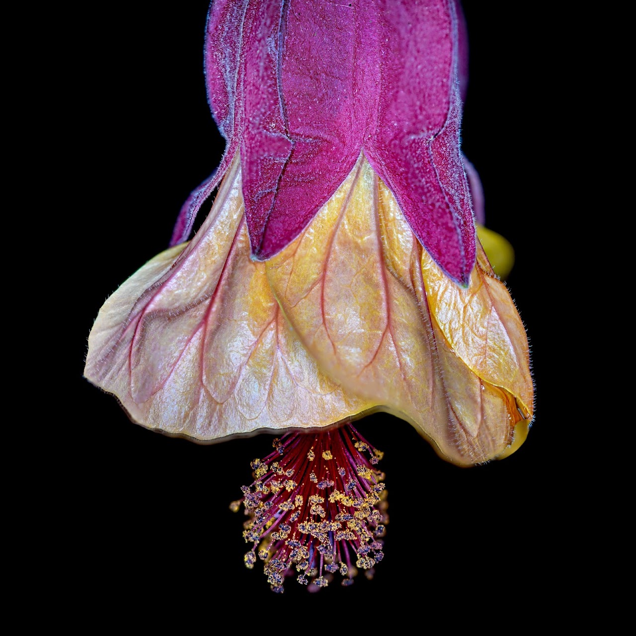 Challenge – Complementary Colours: Yellow and Purple