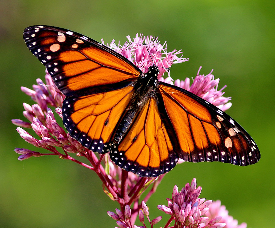 Challenge – Insects and Spiders