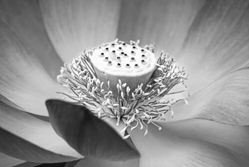 ‘Lotus’ by Pauline Moore