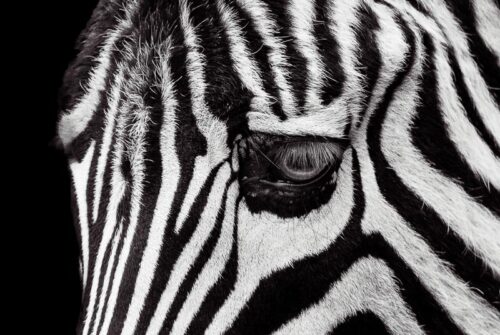 ‘Gaze Of The Zebra’ by Felicity Johnson – 1st Monochrome Print