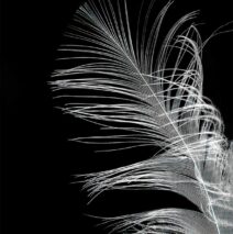 ‘Ibis Feather’ by Cheryl Munzel