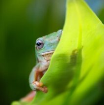 ‘Living On The Green Edge’ by Felicity Johnson