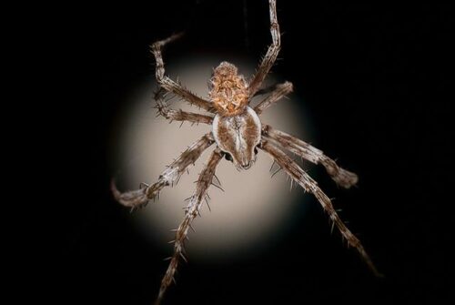 ‘Moon Spider’ by Felicity Johnson