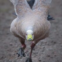 ‘Preparing For Takeoff’ by Matt Oliver
