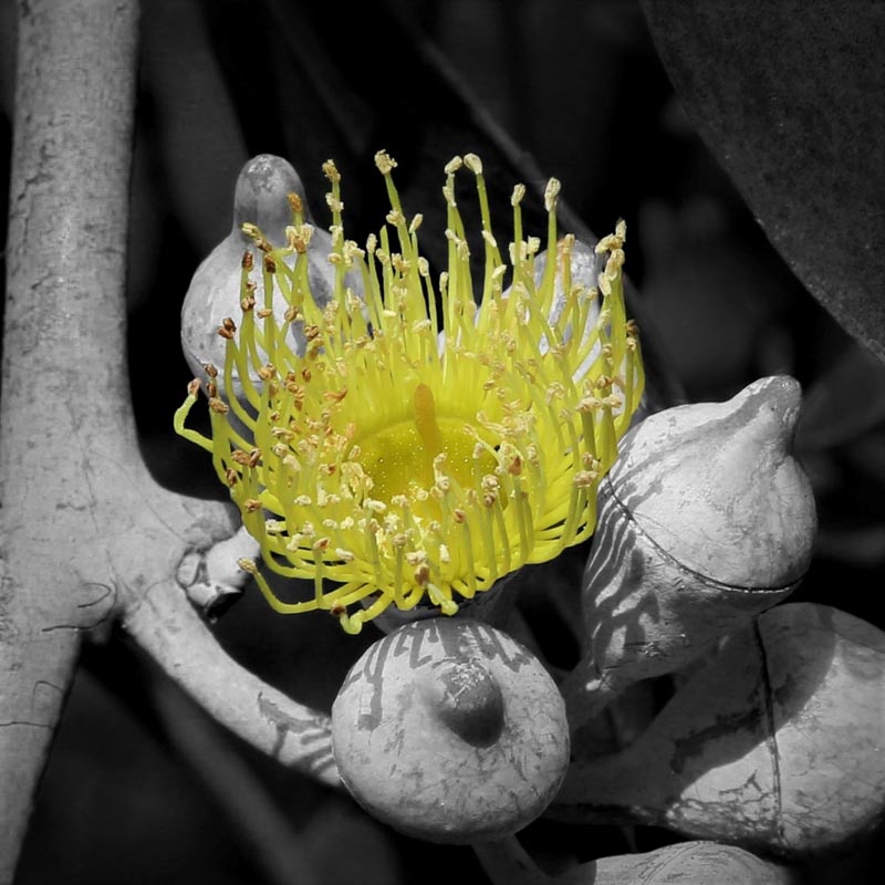 ‘Gum Flower’ by Mary Tuohey
